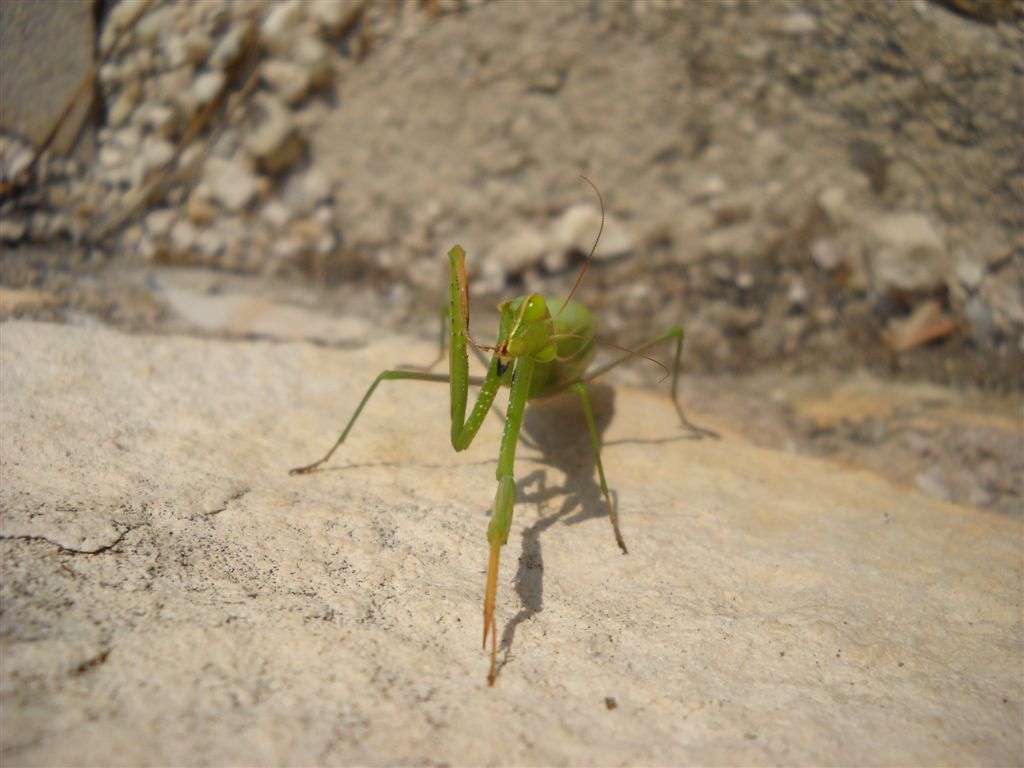 Mantide